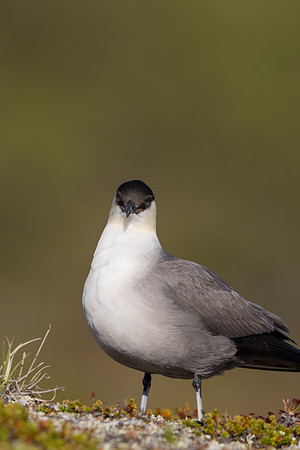 Long-tailed Skua, Mount Aliigas, Finland, June 2023