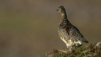 Ptarmigan, Cairngorm, June 2016
