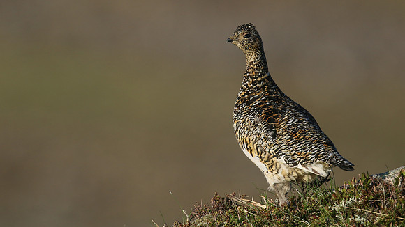 Ptarmigan, Cairngorm, June 2016