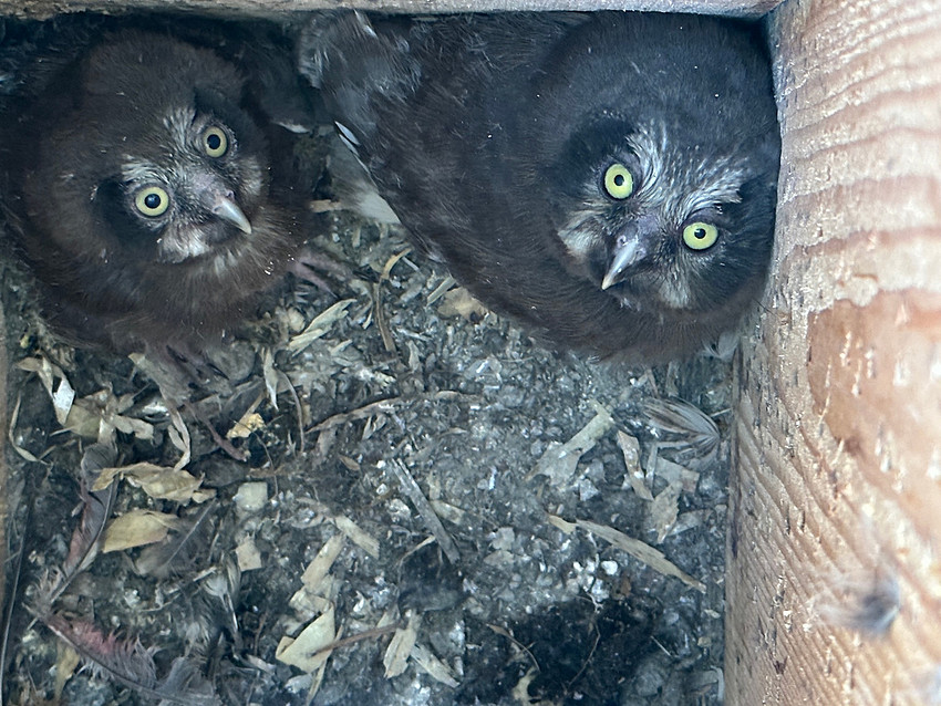Tengmalm’s Owl, Kaamanen, Finland, June 2023