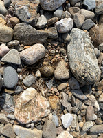 Oystercatcher, River Findhorn, June 2021