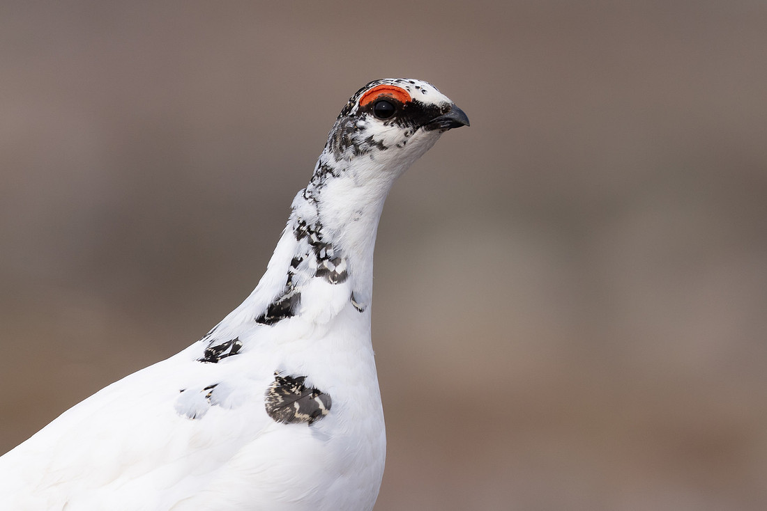 Ptarmigan, Batsjford, Norway, June 2023