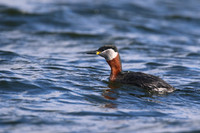 Red-necked Grebe, Farmoor Reservoir, March  2016