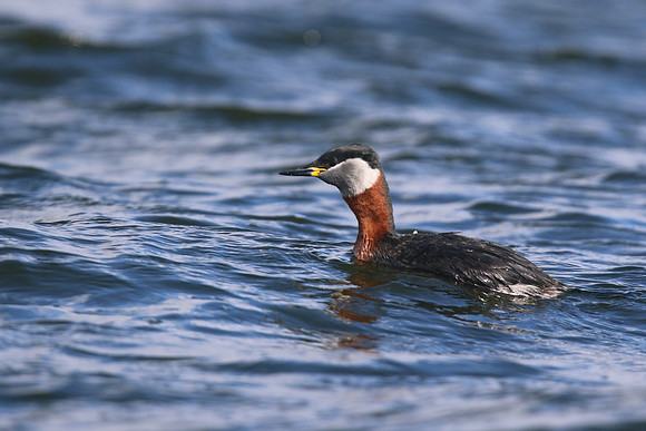 Red-necked Grebe, Farmoor Reservoir, March  2016