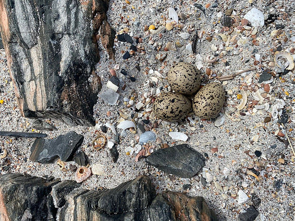 Oystercatcher, Isle of Mull, June 2021