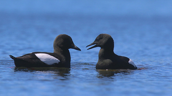 Black Guillemot, Oban, June 2016