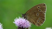 Ringlet