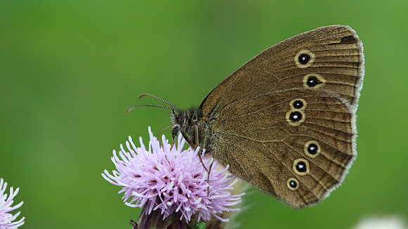 Ringlet, Tockington, July 2016.