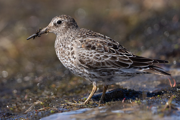 Purple Sandpiper, Batsjford, Norway, June 2023