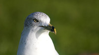 Ring-billed Gull, Gosport, December 2014