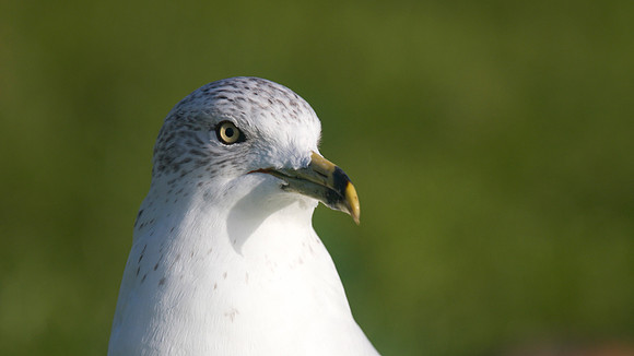 Ring-billed Gull, Gosport, December 2014