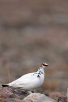 Ptarmigan, Batsjford, Norway, June 2023