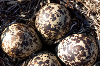 Northern, Golden Plover, Batsjford, Norway, June 2023