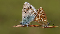 Chalkhill Blue, Breakheart Quarry, August 2016