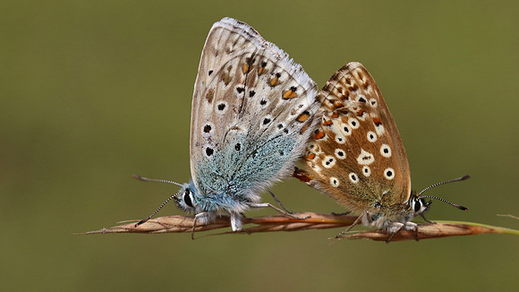 Chalkhill Blue, Breakheart Quarry, August 2016