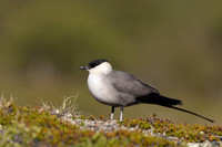 Long-tailed Skua, Mount Aliigas, Finland, June 2023