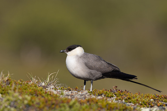 Long-tailed Skua, Mount Aliigas, Finland, June 2023