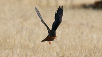 Amur Falcon, Anarita Park, May 2016
