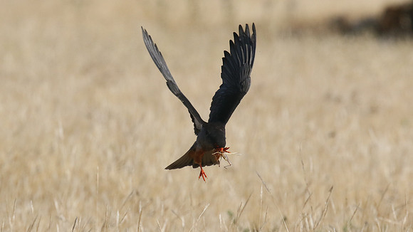 Amur Falcon, Anarita Park, May 2016
