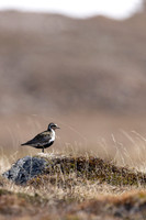 Northern Golden Plover