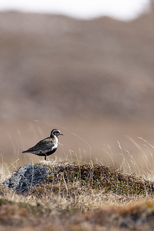 Northern, Golden Plover, Batsjford, Norway, June 2023.