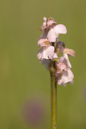 Green-winged Orchid, Melrose Farm, May 2024