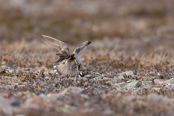 Dotterel, Batsjford, Norway, June 2023