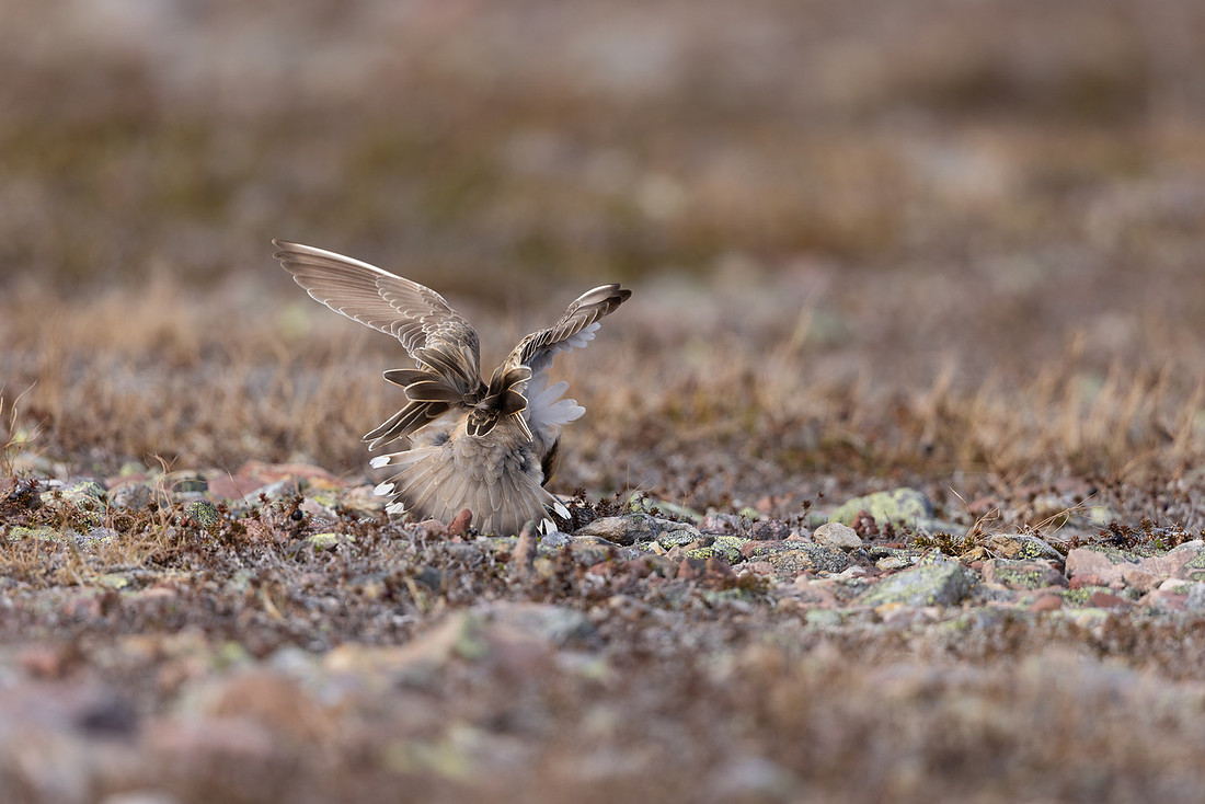 Dotterel, Batsjford, Norway, June 2023