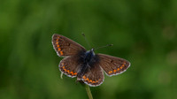 Brown Argus, Daneway Banks, June 2016