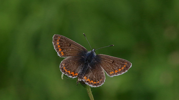 Brown Argus, Daneway Banks, June 2016