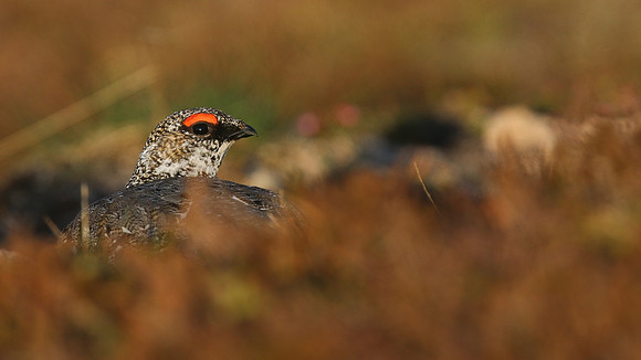 Ptarmigan, Cairngorms, June 2016