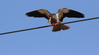 Amur Falcon, Anarita Park, Cyprus, May 2016