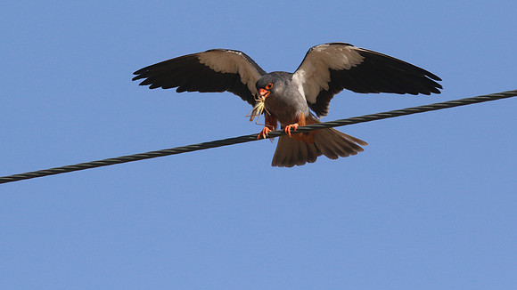 Amur Falcon, Anarita Park, Cyprus, May 2016