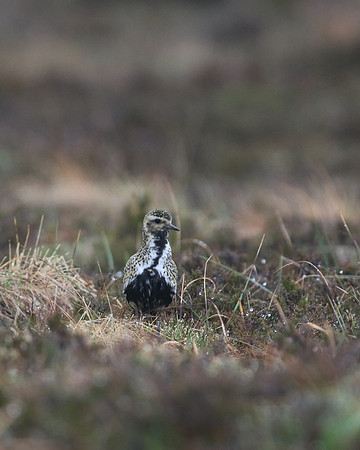 Golden Plover, Lochindorb, June 2016