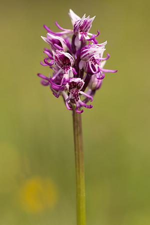 Monkey Orchid, Kent, May 2024