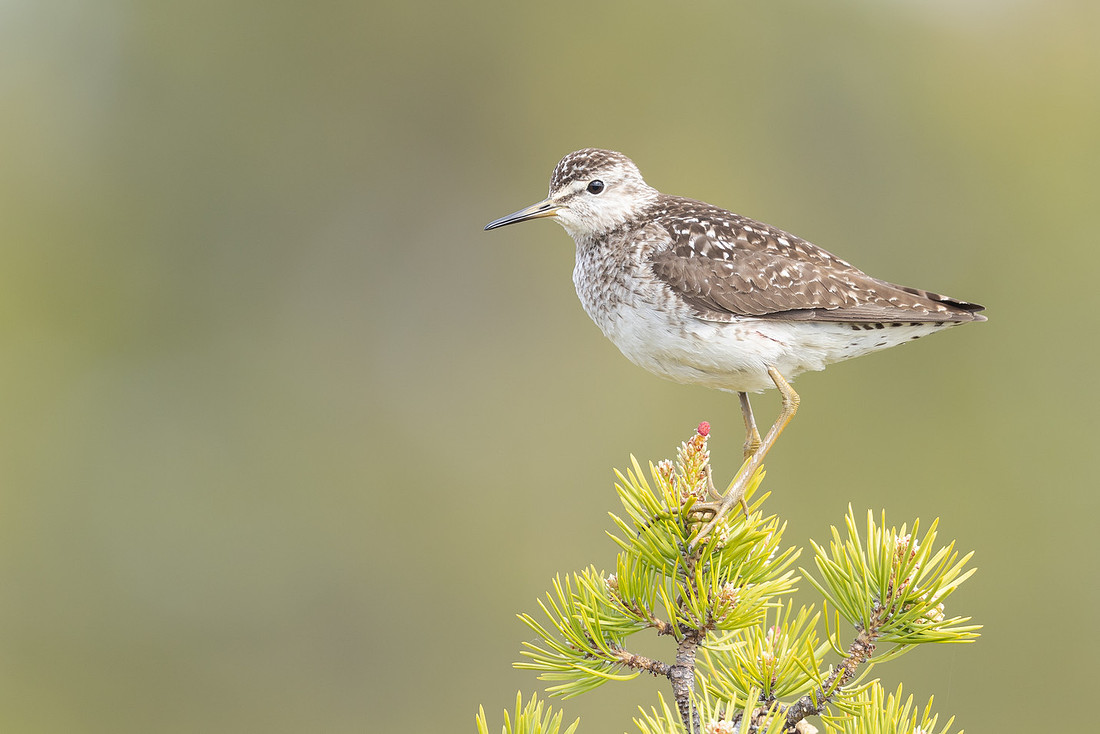 Wood Sandpiper, Svanvik, June 2023