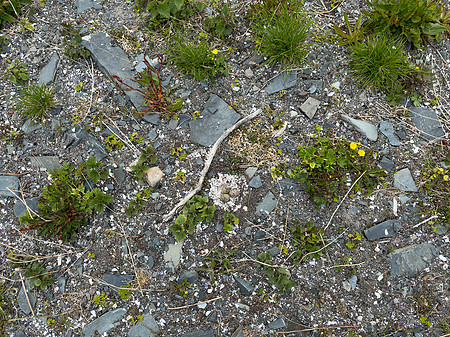 Tundra Plover, Vadsøya, Norway, June 2023