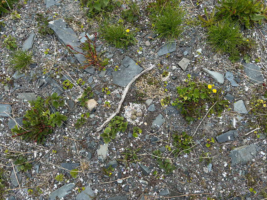 Tundra Plover, Vadsøya, Norway, June 2023