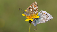 Chalkhill Blue, Breakheart Quarry, August 2016