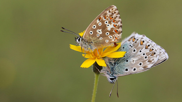 Chalkhill Blue, Breakheart Quarry, August 2016