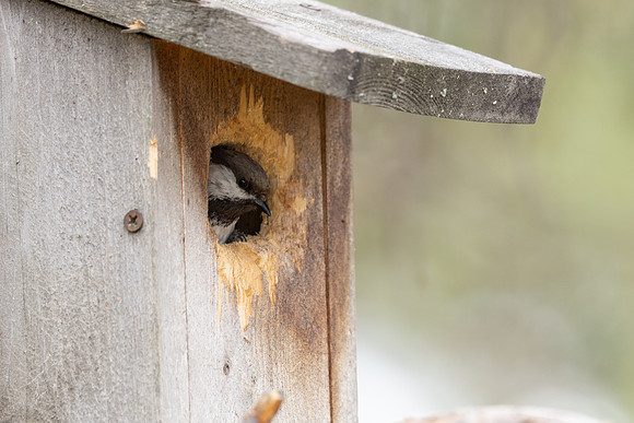 Siberian Tit, Svanvik, June 2023