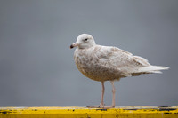 Glaucous Gull, Raufarhofn, Iceland, June 2022
