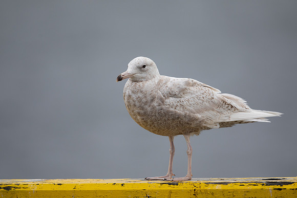 Glaucous Gull, Raufarhofn, Iceland, June 2022