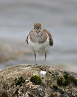Common Sandpiper, Lochindorb, June 2016