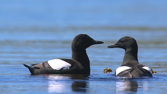 Black Guillemot, Oban, June 2016