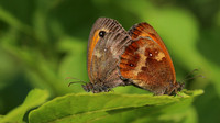 Gatekeeper