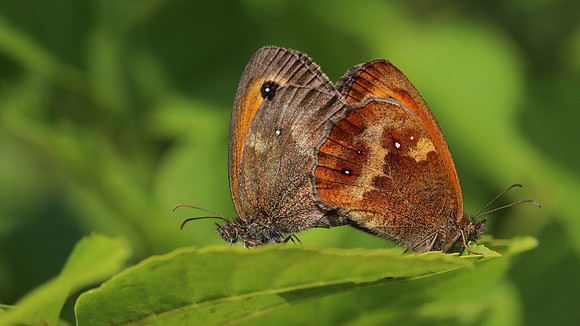 Gatekeeper, Breakheart Quarry, August 2016.