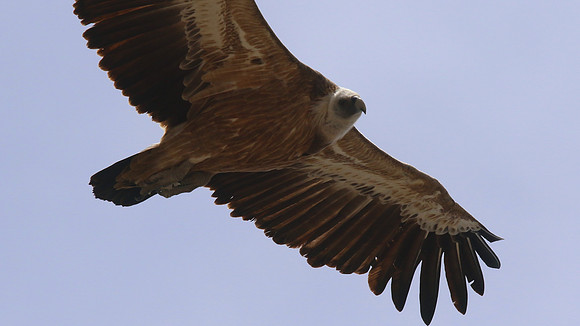 Griffon Vulture, Kensington Cliffs, Cyprus, May 2016