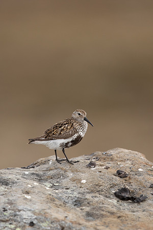 Dunlin, Raufarhofn, Iceland, June 2022