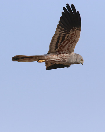 Montagu's Harrier, Anarita Park, Cyprus, May 2016